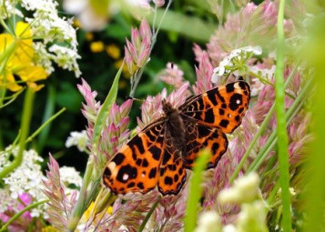 Vegetačný rozchodníkový koberec - Pre včely a motýle