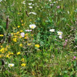 Vegetačný koberec - Divoké lúčne kvety